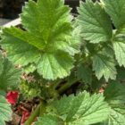 Geum 'Scarlet Tempest' leaves