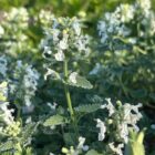 Nepeta racemosa 'Snowflake'