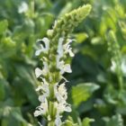 Salvia x sylvestris 'Schneehugel'