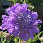 Scabiosa 'Butterfly Blue'