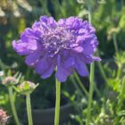 Scabiosa 'Butterfly Blue' flower stem