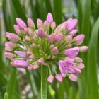 Allium 'Millenium'