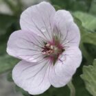 Geranium collinum 'Coombland White'