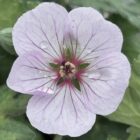 Geranium collinum 'Coombland White' flower