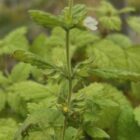 Lemon balm flowers