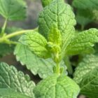 Lemon balm leaves