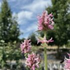 Stachys 'Summer Crush'