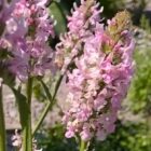 Stachys 'Summer Crush ' flower