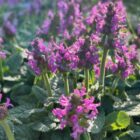 Stachys officinalis 'Ukkie'